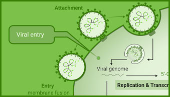 virus-host-left2