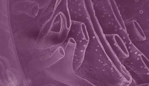 gpcr