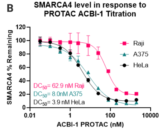 smarca4-b