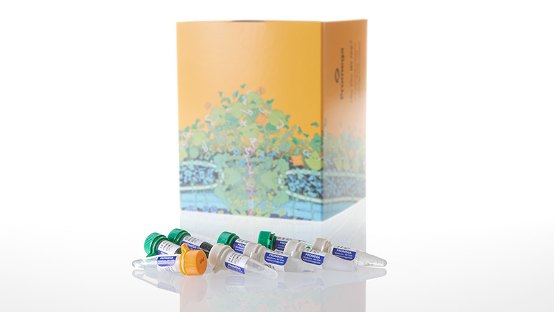 M7848_GoTaq--G2-DNA-Polymerase--2-500u_3