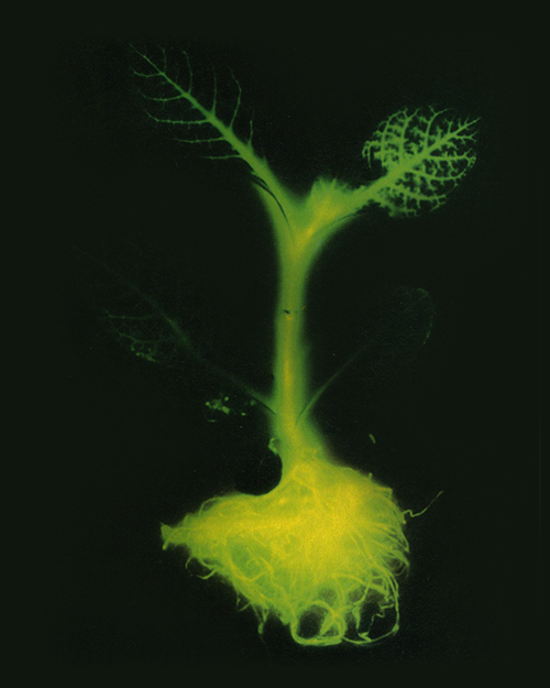 transgenic-luciferase-plant