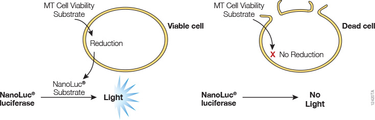 RealTime-Glo™ MT Cell Viability Assay Overview.