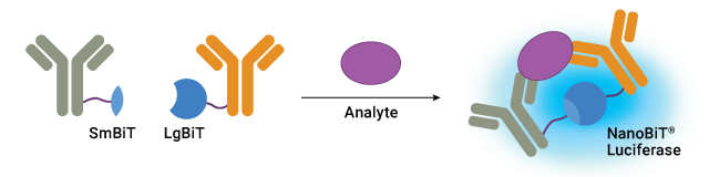 Schematic showing Lumit® Immunoassay concept.
