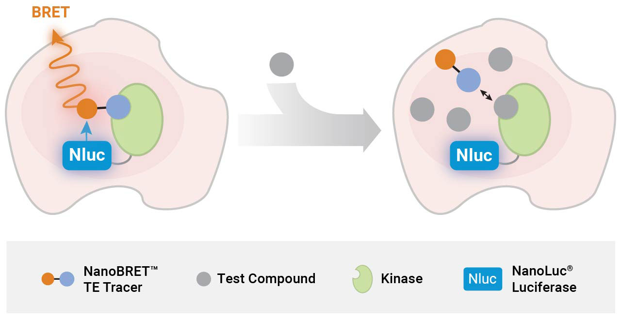 NanoBRET™ Target Engagement Assay Principle