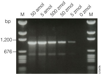 Amplification of the Kanamycin Positive Control Template from the Reverse Transcription System by two-step RT-PCR.