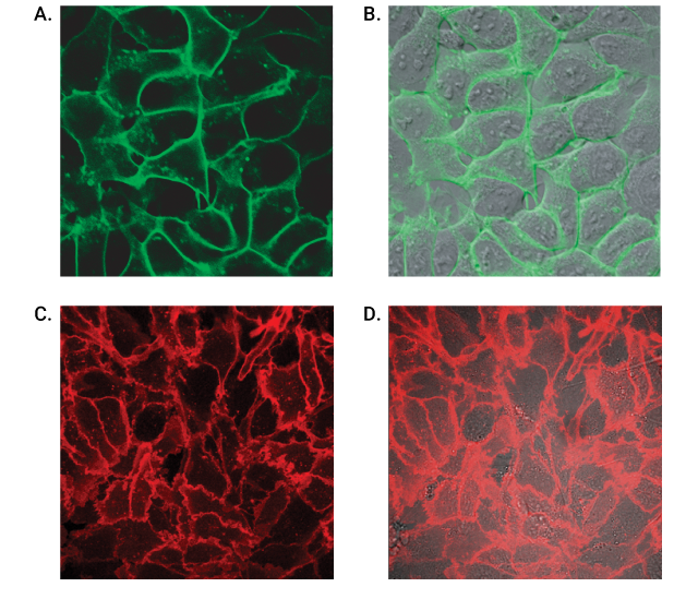 Live Cell Labeling of Cell Surface HaloTag Fusions