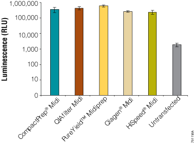 Average firefly luciferase activity in cells transfected with midiprep plasmid DNA
